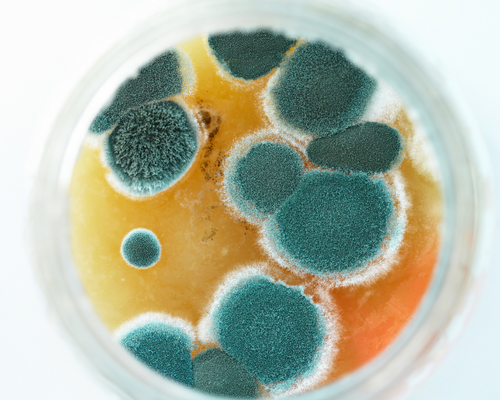 The Hidden Dangers of Mold Toxicity and MCAS