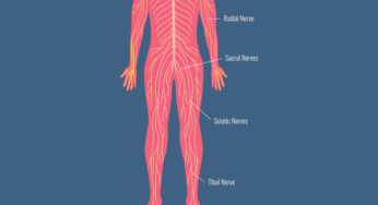 The Importance of Vagus Nerve Health in MCAS