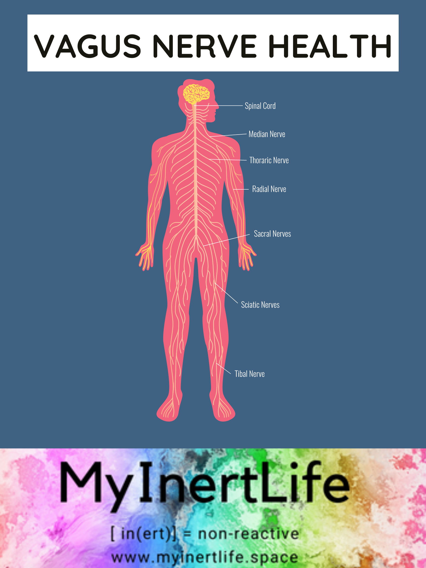 The Importance of Vagus Nerve Health in MCAS