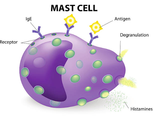 What Are Mast Cell Mediators?