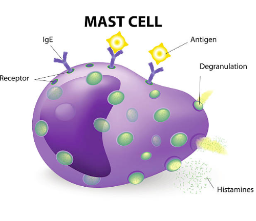 what are mast cell mediators