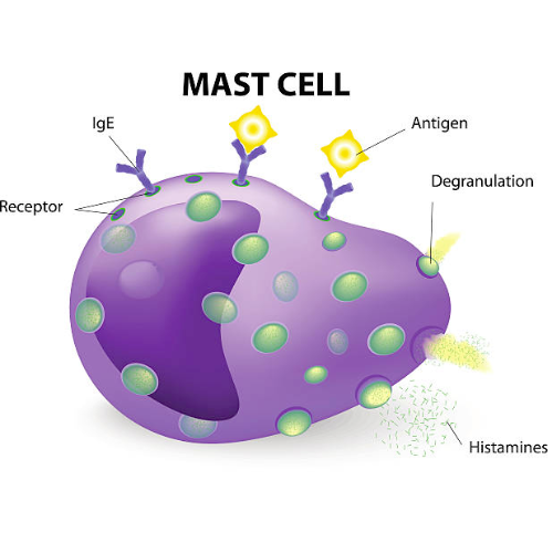 What Are Mast Cell Mediators?