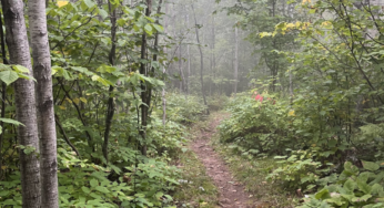 Day 22 Solo Backpacking the SHT with MCAS