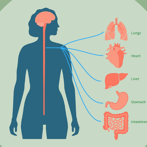 What is Nervous System Retraining