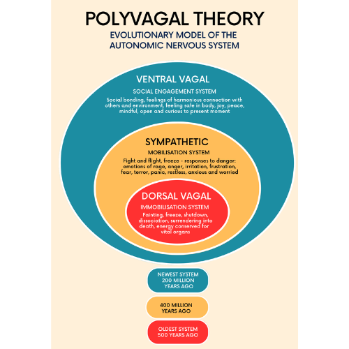 What is Polyvagal Theory?